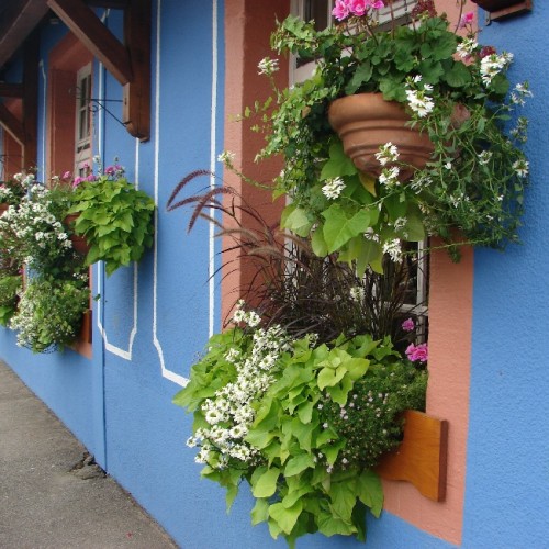 Facade du restaurant, avec ses fleurs